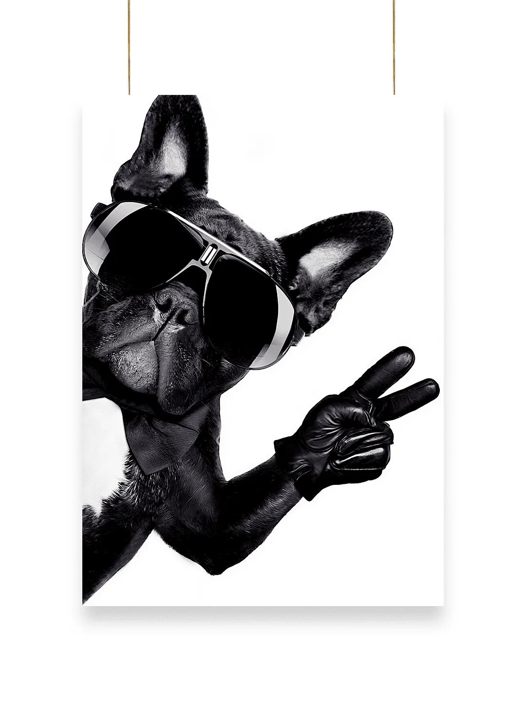 Cool Dog | Cool - Poster | 31