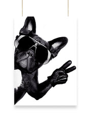 Cool Dog | Cool - Poster | 31