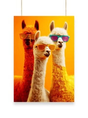 Cool Camel | Cool - Poster | 41